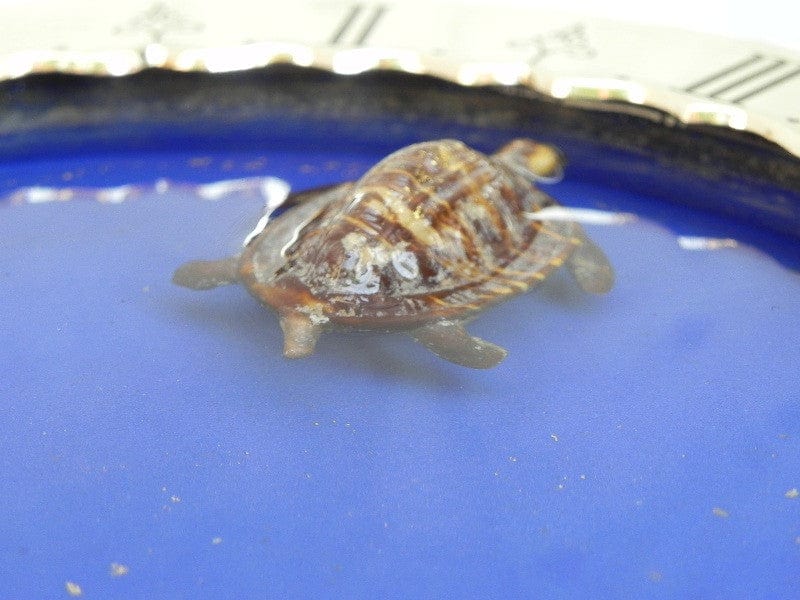 I Like Mike's Mid Century Modern Clock SOLD Gubelin Mystery Floating Turtle Water Clock, Rare, by Charles Hour