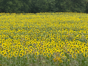 I Like Mikes Mid Century Modern 1993 NETPRO SUKOVA/VICARIO